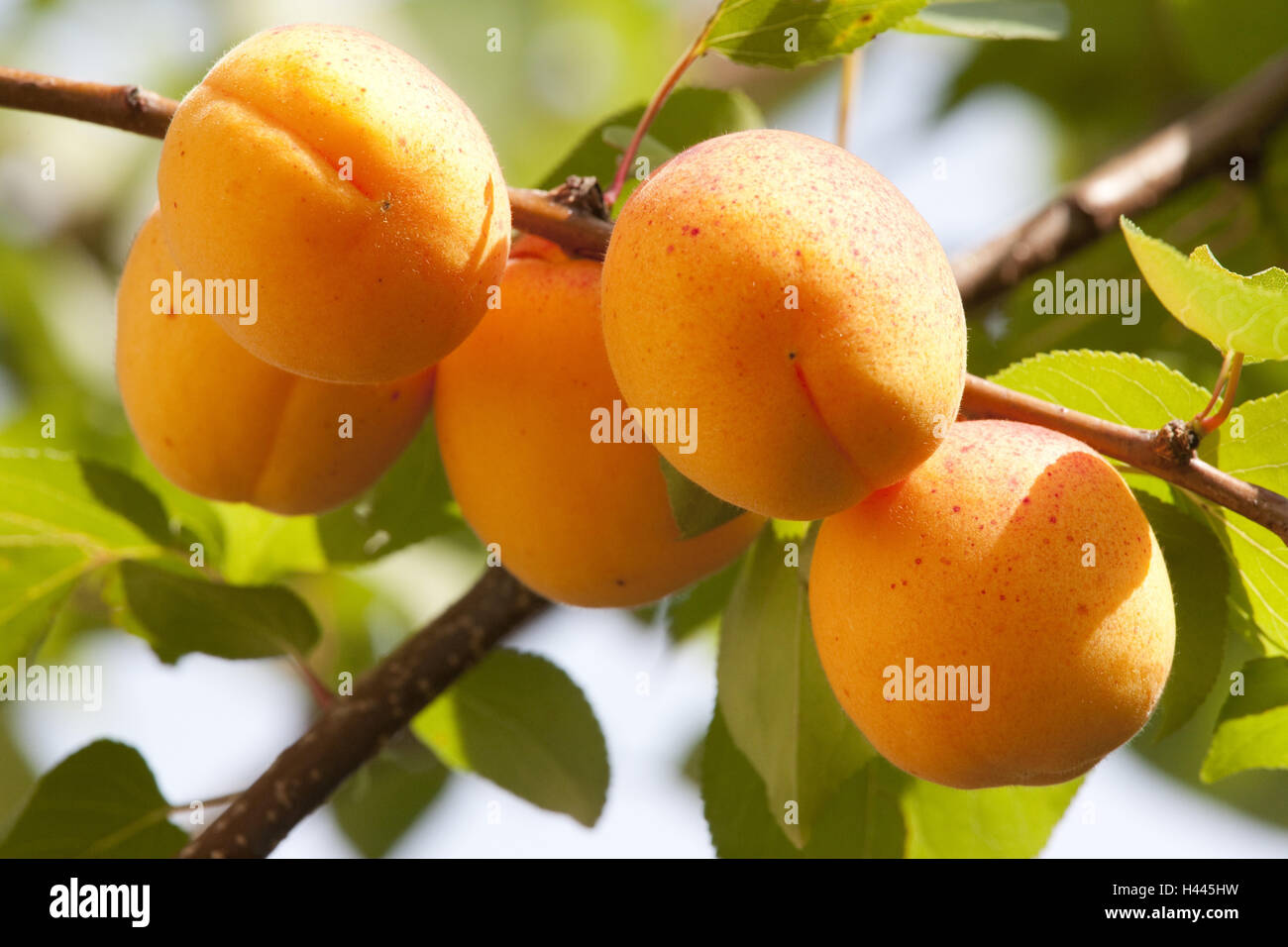 Aprikosenbaum, Gabel, Früchte, mittlere close-up, Stockfoto