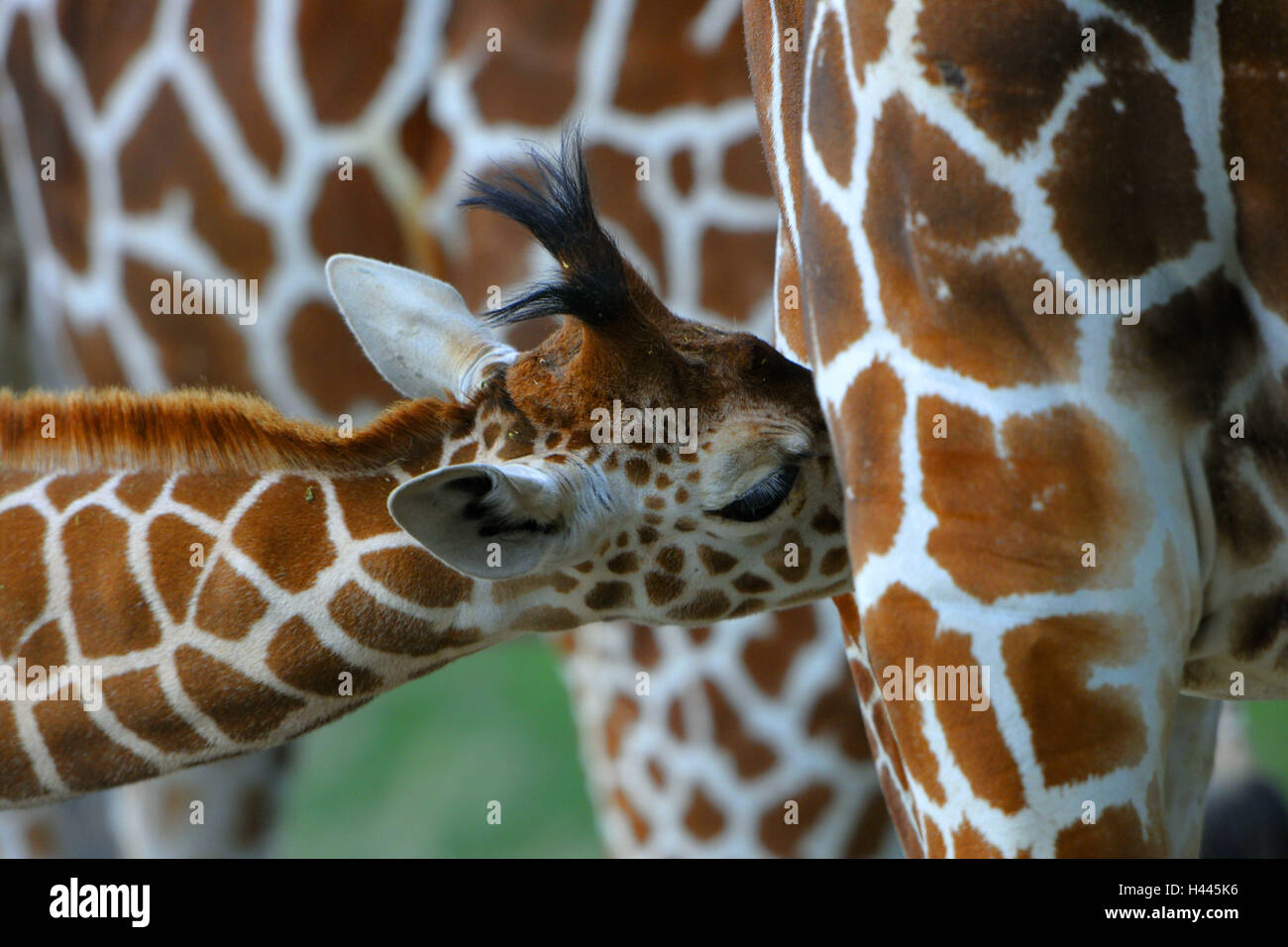 Somalische Giraffe, Giraffe Giraffa Reticulata, Jungtier, Krankenschwester, mittlere close-up, Stockfoto
