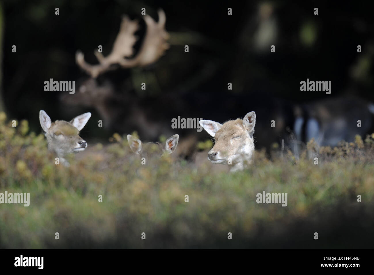 Damwild, Dama Dama, Hirschkühe, Wiese, Stockfoto