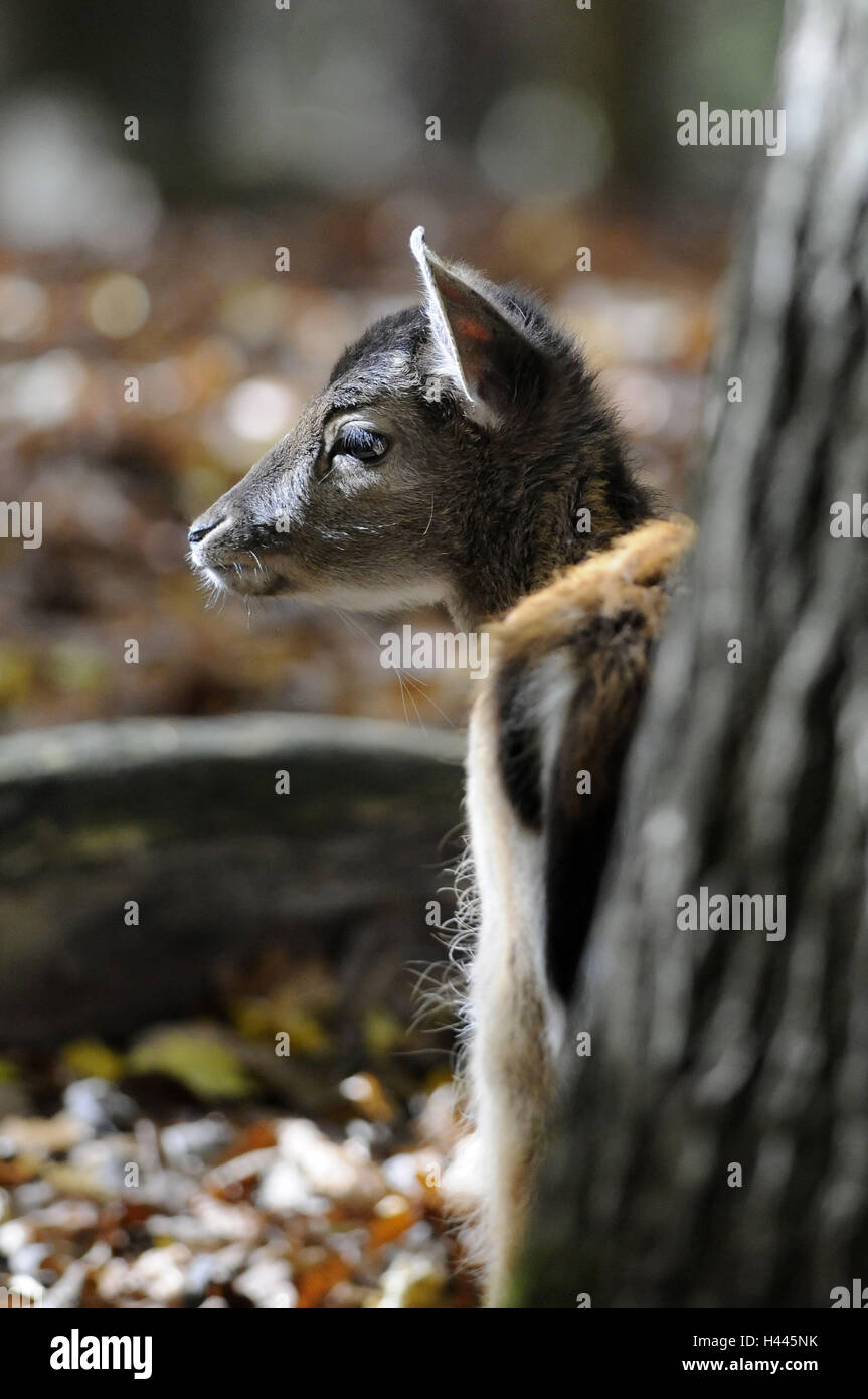 Damwild, Dama, beige Stockfoto