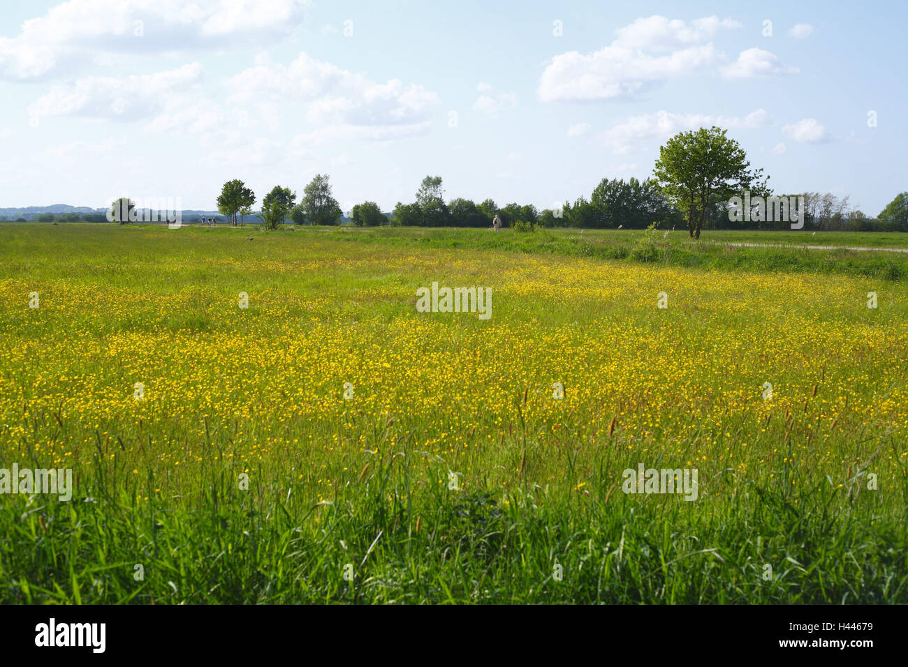 Worpswede, Blumenwiese mit neuen Helgoland, Stockfoto