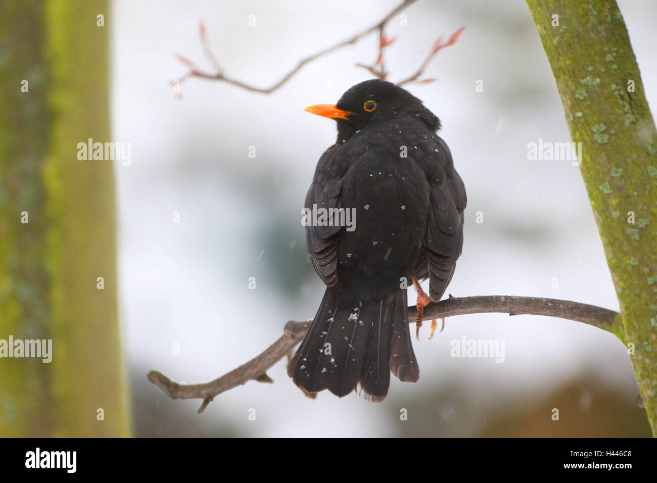 Winter, Amsel, Turdus Merula, Stockfoto
