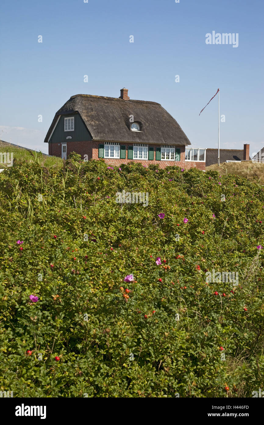 Ferienhaus, Hund-Rosen, Stockfoto