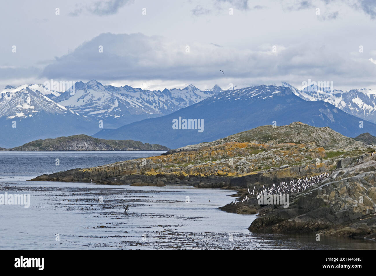 Argentinien, Tierra del Fuego, Beagle-Kanal, Insel Alicia, Vogels Kolonie, Phalacrocorax Attripps Bransfieldensis, blauäugige Kormorane, Stockfoto