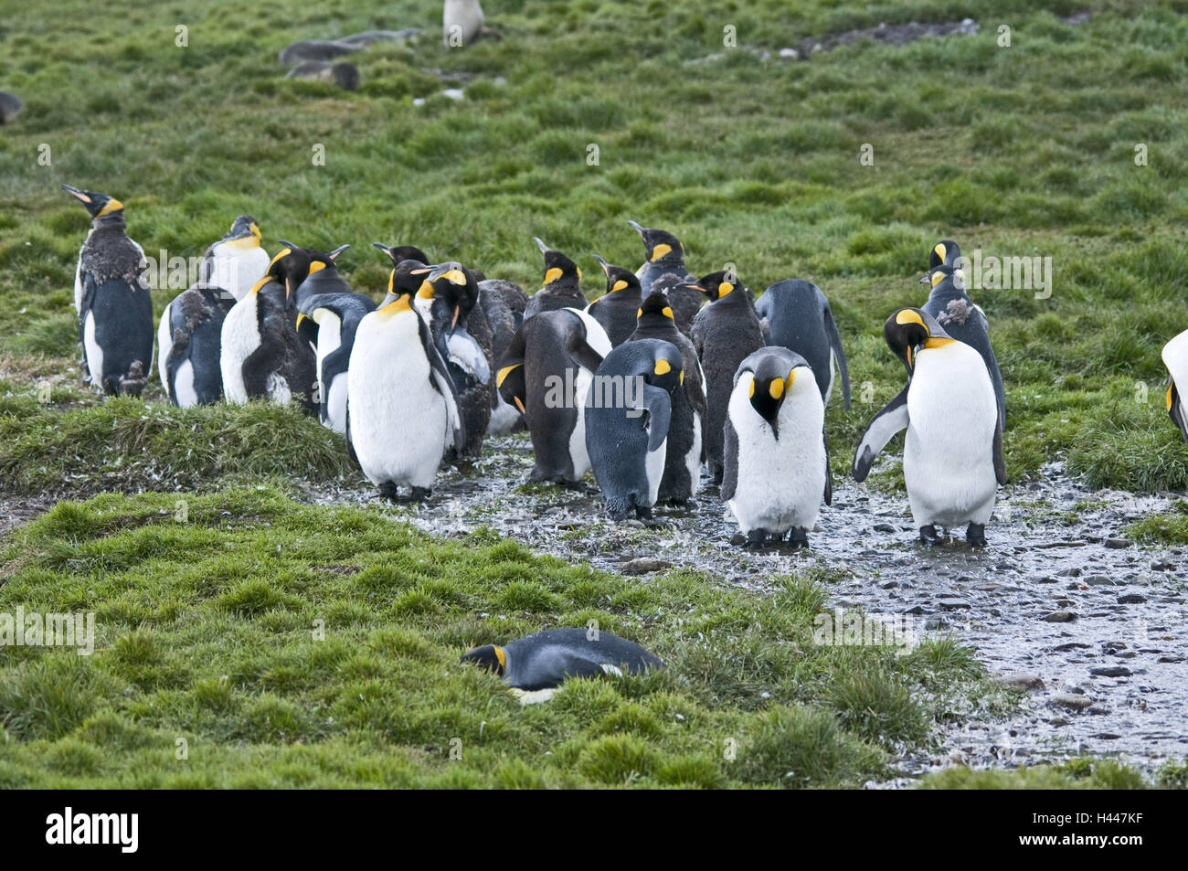 Südgeorgien, Grytviken, Königs Pinguine, Aptenodytes Patagonicus, Stockfoto