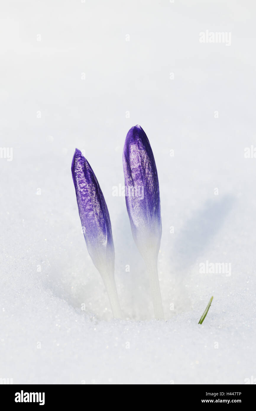 Frühling Krokus, Crocus spec, Schnee, Stockfoto