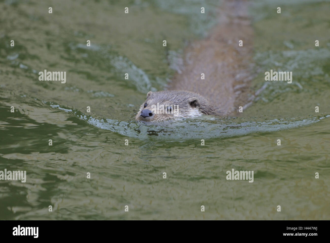 Europäischen Fischotter Lutra Lutra, Stockfoto