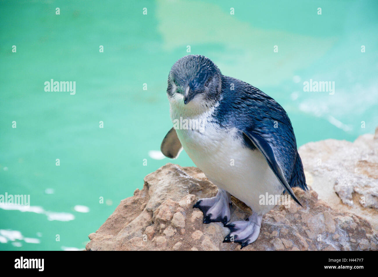 Kleiner Blauer Pinguin Stockfotos und -bilder Kaufen - Alamy
