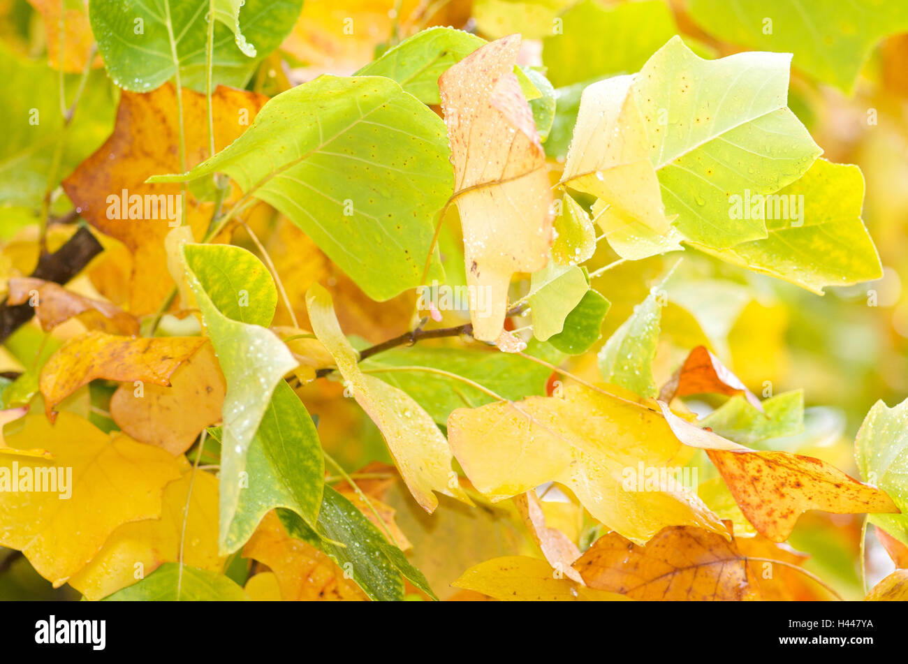 Herbstlaub, amerikanischer Tulpenbaum Stockfoto