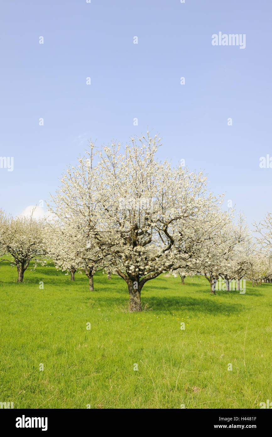 Alten Kirschbäumen, Prunus Avium, Frühling, Stockfoto