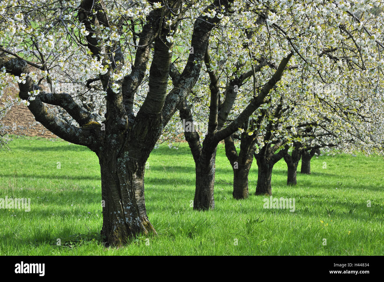 Alten Kirschbäumen, Prunus Avium, Frühling, Stockfoto