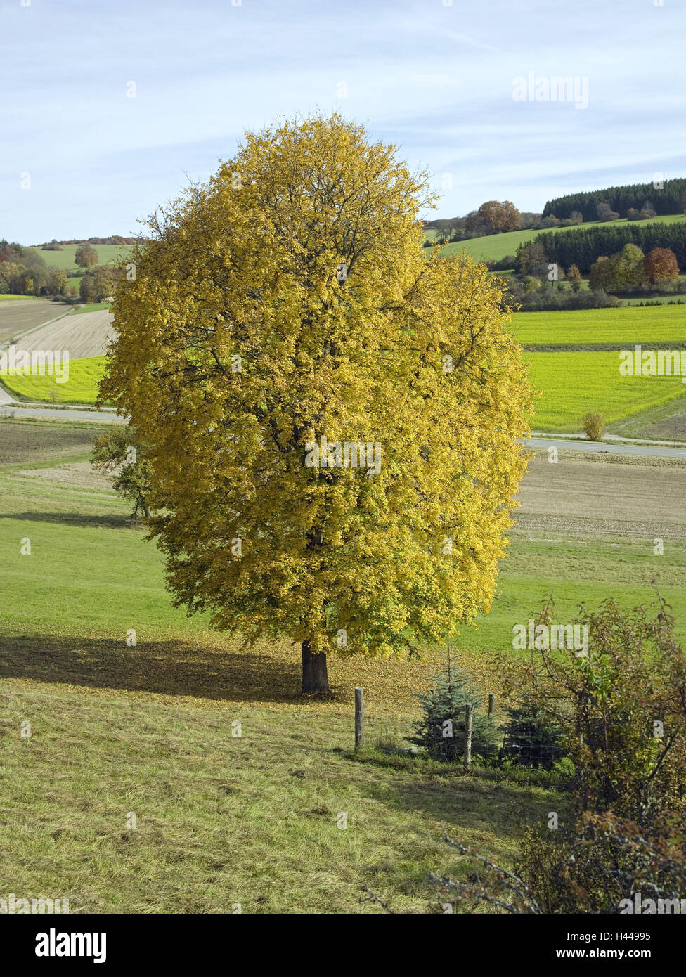 Gemeinsamen Ahorn, Acer Campestre, Herbst, Landschaft, Wiese, Baum, breitblättrigen Baum, Ahorn, Dimension-Lovely, Natur, niemand, Saison, Felder, Stockfoto