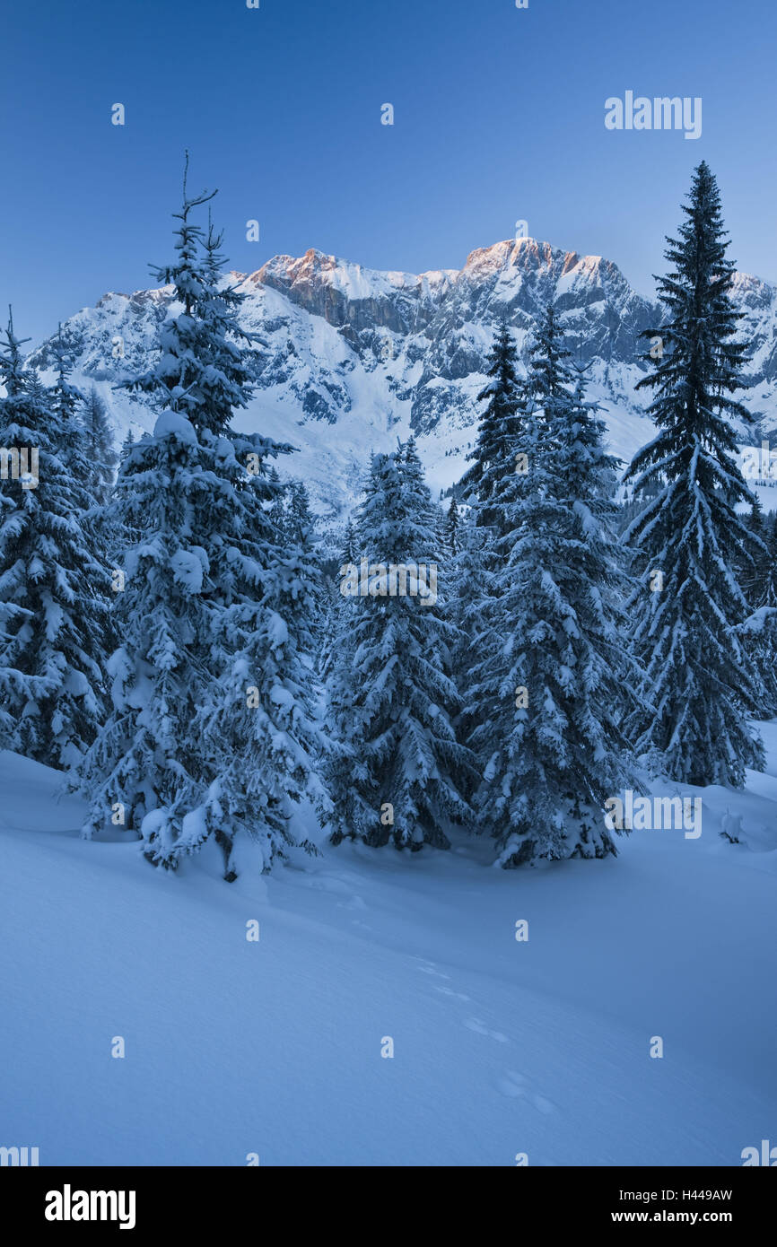 Österreich, Salzburg, hochrangige König, Berchtesgadener Alpen, Holz, Schnee, Stockfoto