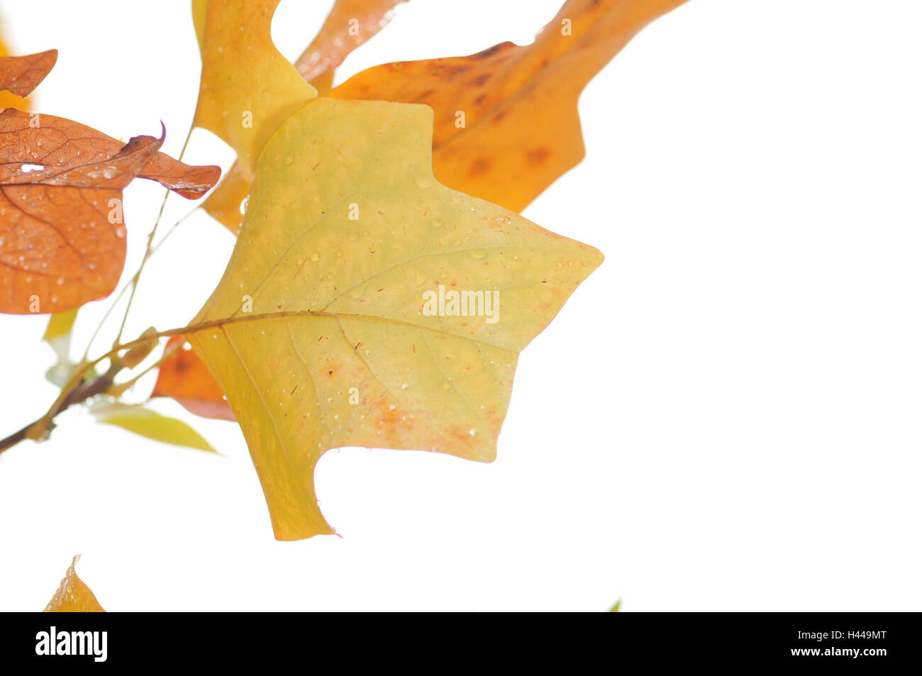 Herbstlaub, amerikanischer Tulpenbaum, mittlere close-up, Stockfoto
