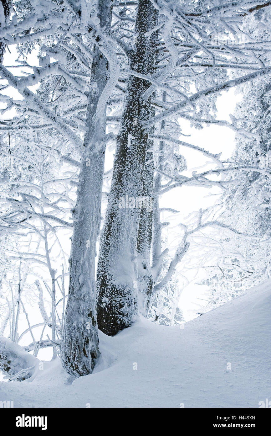 Bäume, Winterlandschaft, Österreich, Stockfoto