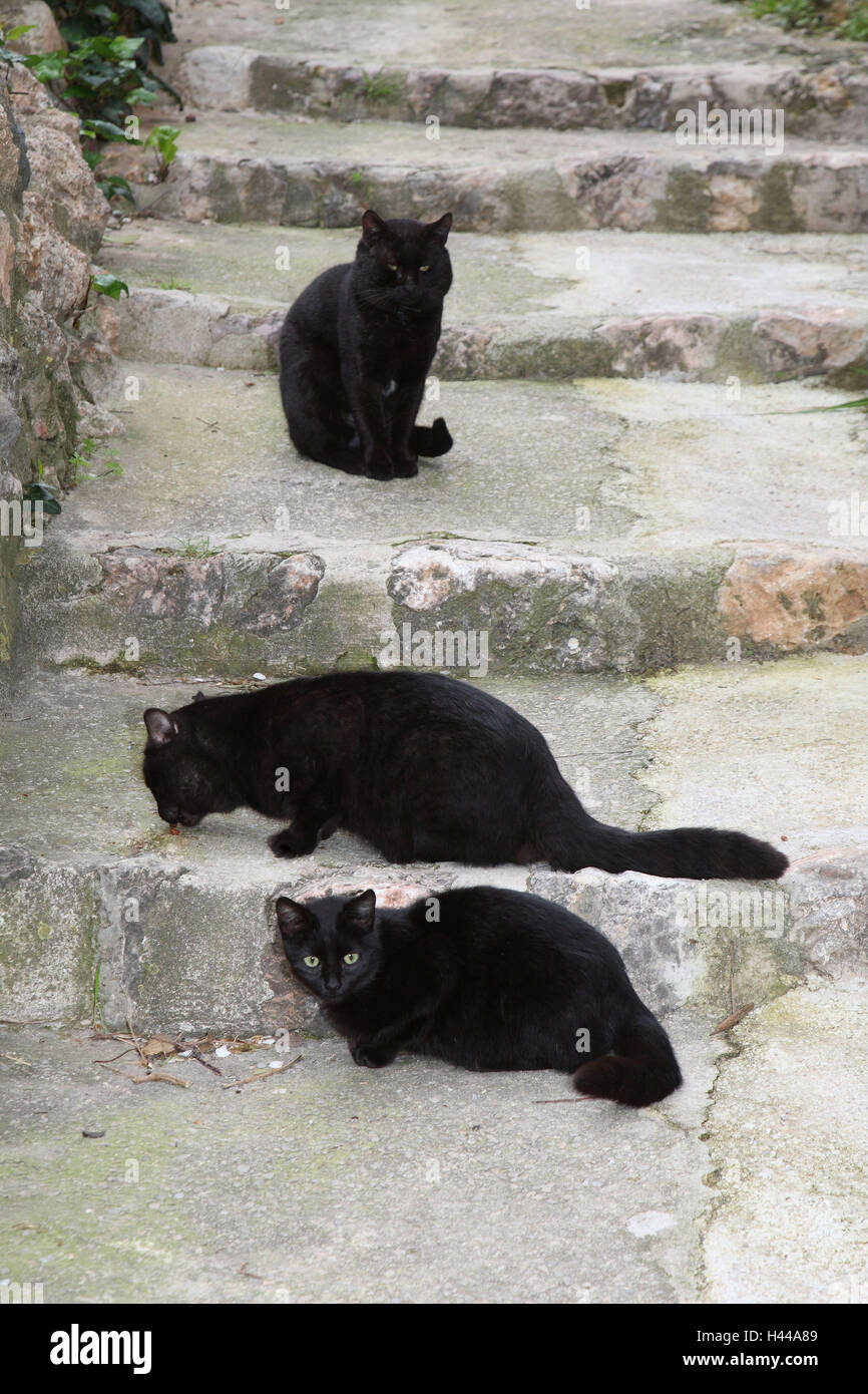 Katzen, schwarz, Treppen, Stockfoto