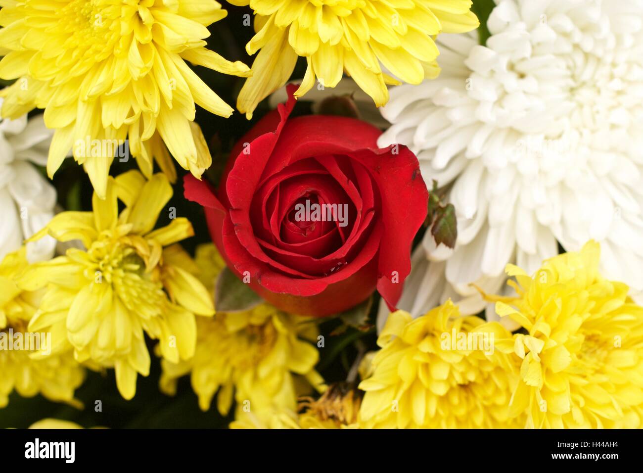 Rote rose gelbe Spinne Chrysantheme und weiße Chrysantheme Blume gemischt Stockfoto