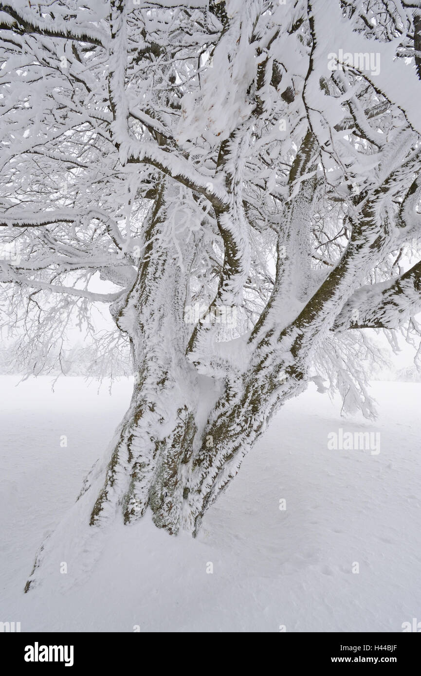 Deutschland, Baden-Wurttemberg, südlichen Schwarzwald Schauinsland (Berg), Kupfer-Buche, Fagus Sylvatica, schneebedeckte, Detail, Stockfoto