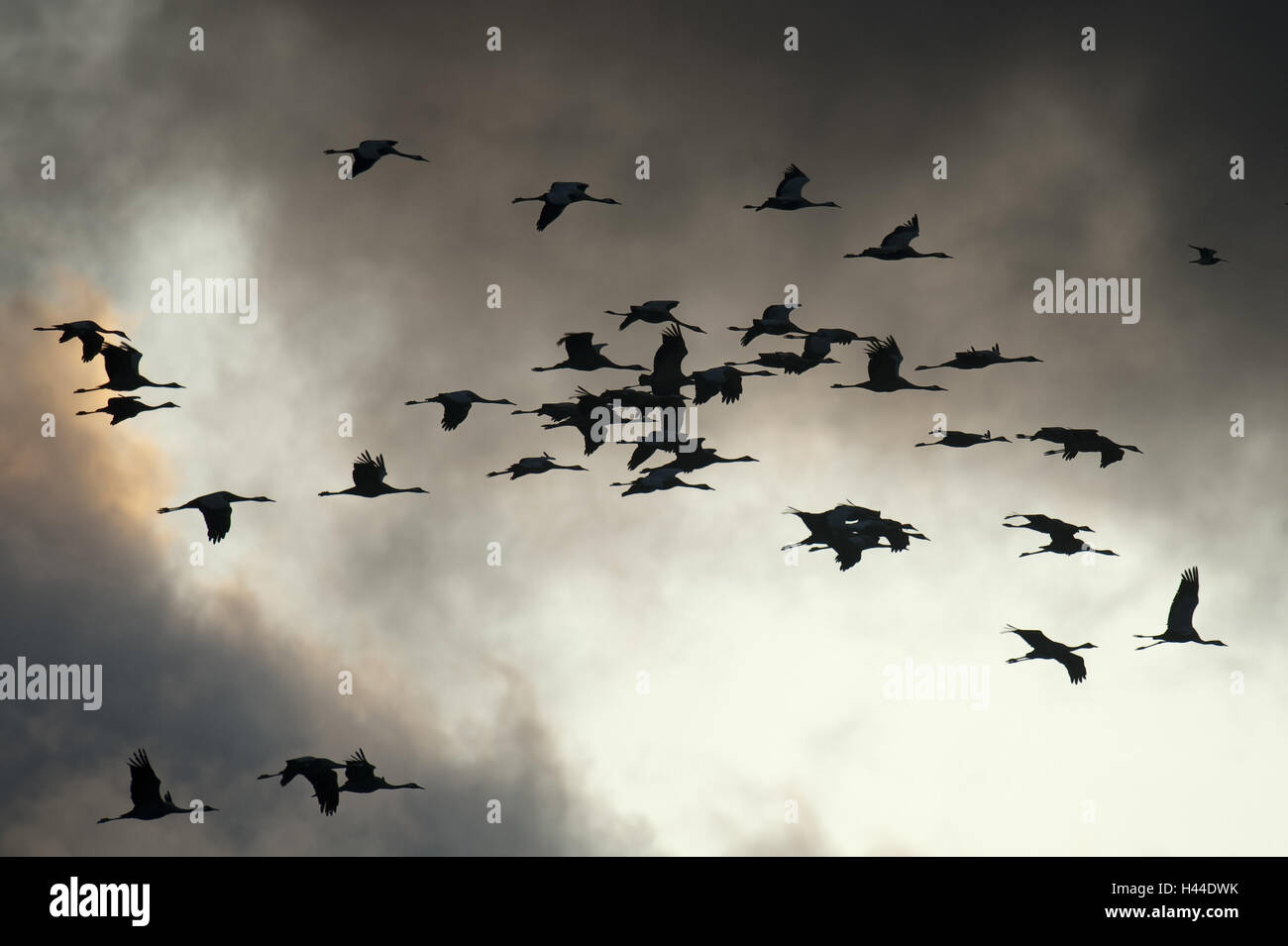 Krane, schlaff Slack, Traum, fliegen, Silhouette, Stockfoto