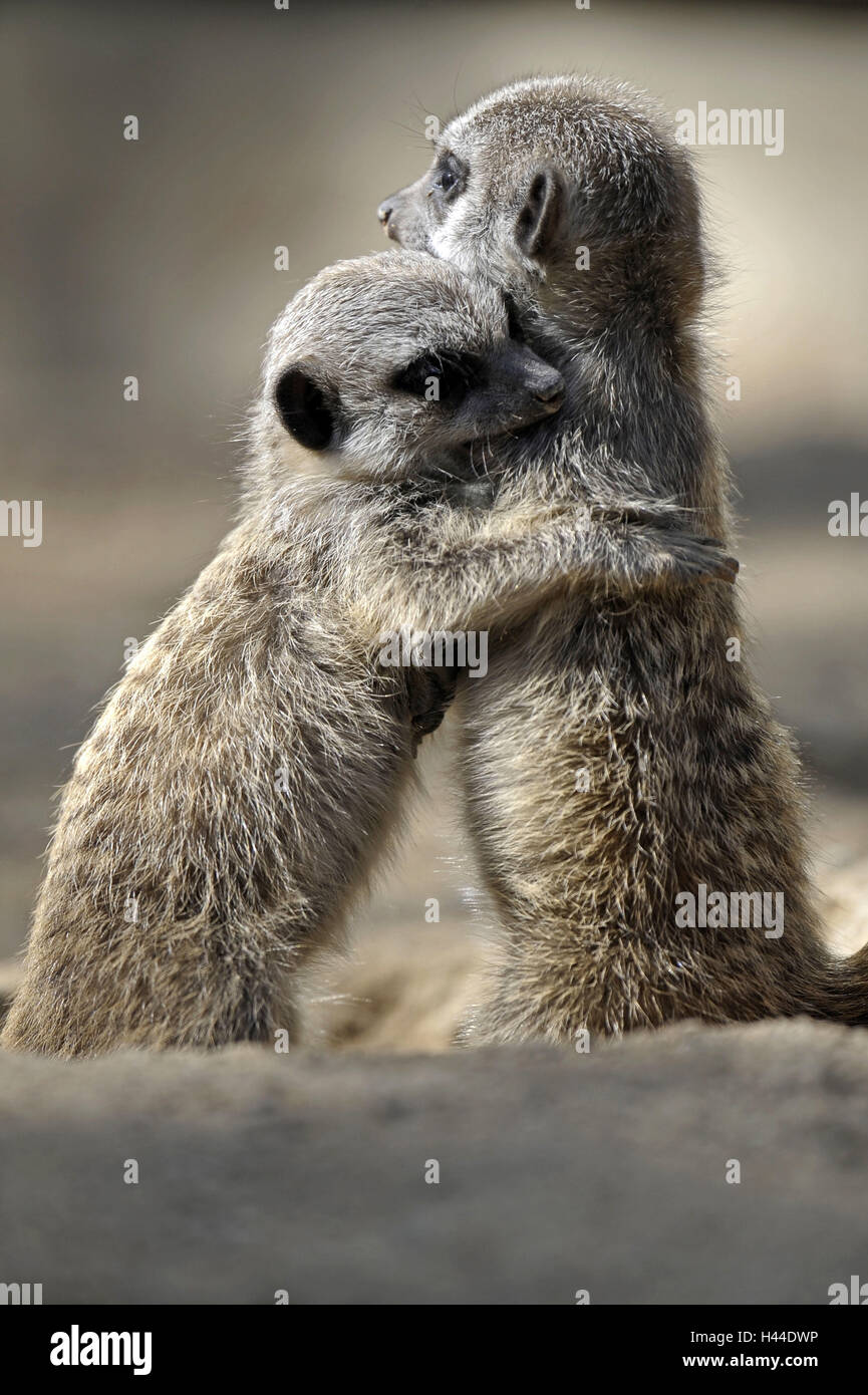 Erde, kleine Männer, Suricata Suricatta, Umarmung, Stockfoto