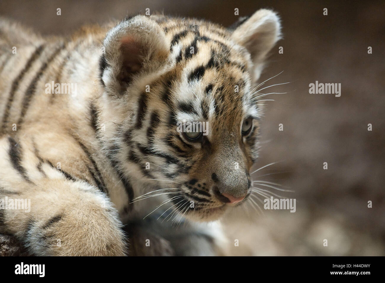 Sibirische Tiger, Panthera Tigris Altaica, Jungtier, Porträt, Stockfoto