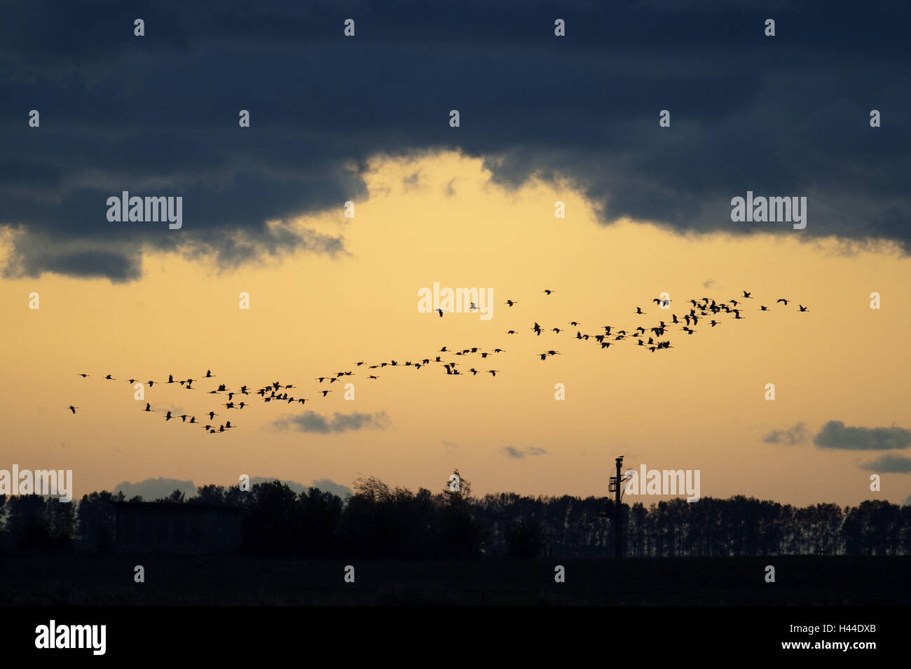 Krane, schlaff, Traum, fliegen, Silhouette, Stockfoto