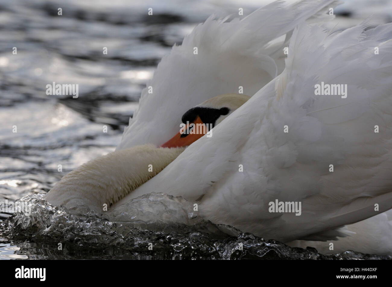 Höckerschwan Cygnus Olor, Detail, Stockfoto