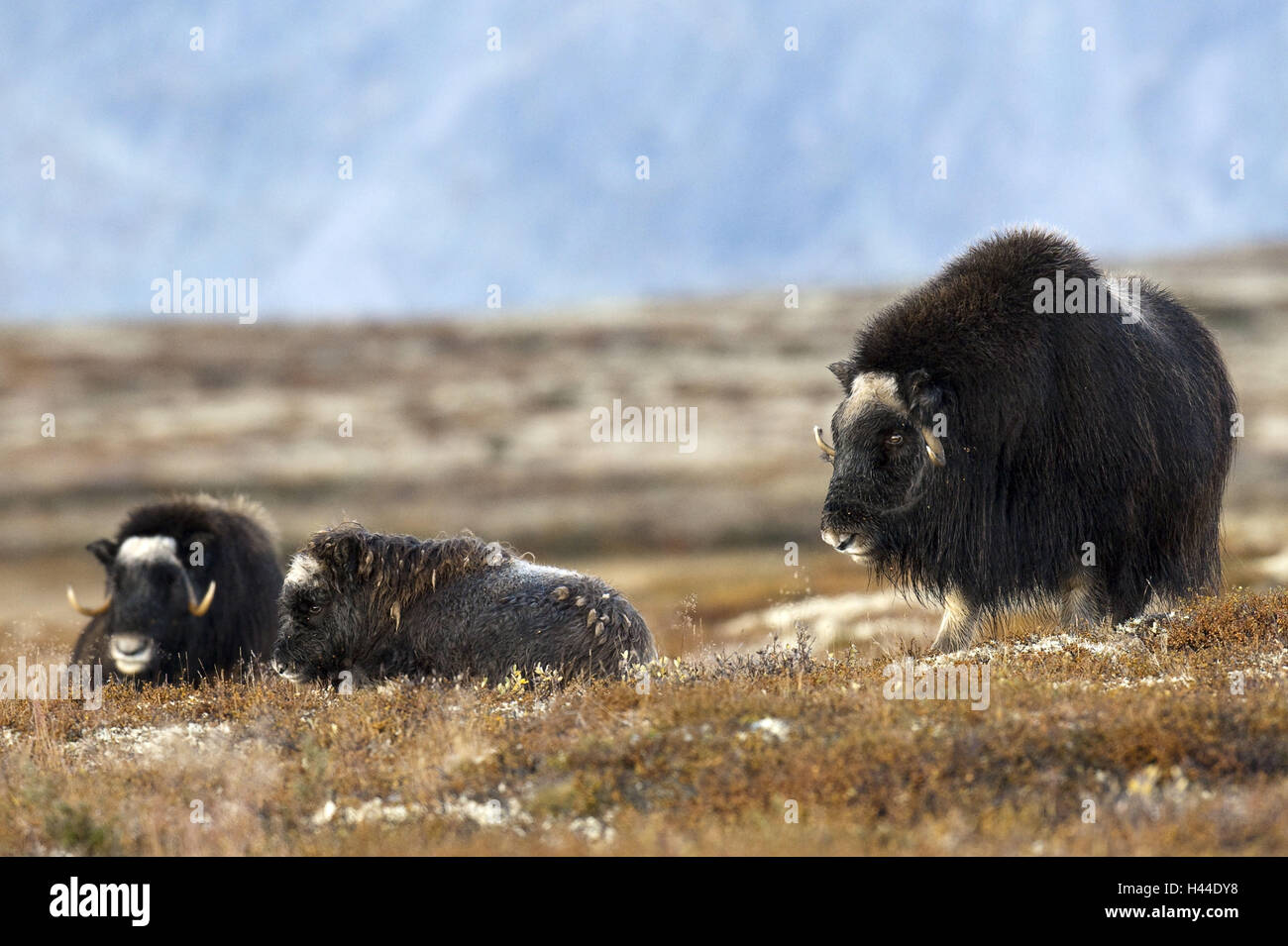 Moschusochsen, Ovibos Moschatus, drei, Norwegen, Dovrefjell, Herbst, Stockfoto