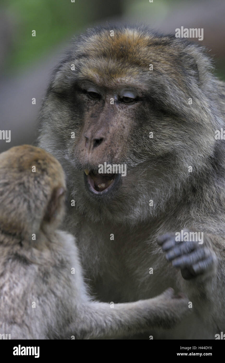 Berberaffe, Macaca Sylvanus, Berberaffe, Lärm, Porträt, Stockfoto