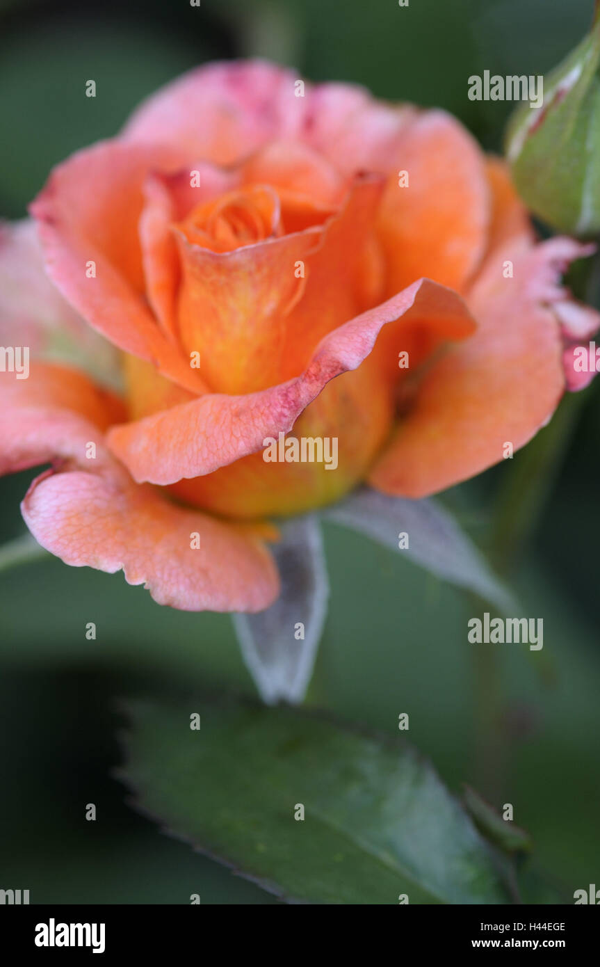 Rose, Blüte, Knospe, Stengel, Blätter, Blüte, grün, rosa, lachsfarben, Stockfoto