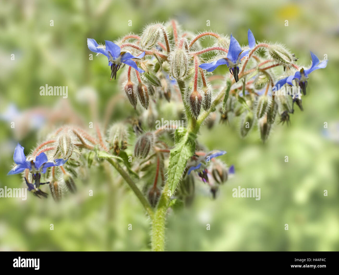 Borretsch, Borrango Officinalis, Detail, Blüten, Stockfoto