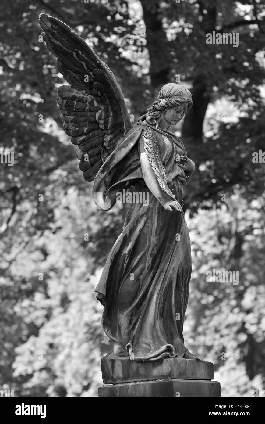 Engel, Statue, Kopf, Flügel, Baum, Zweige, Blätter, s/w, Stockfoto