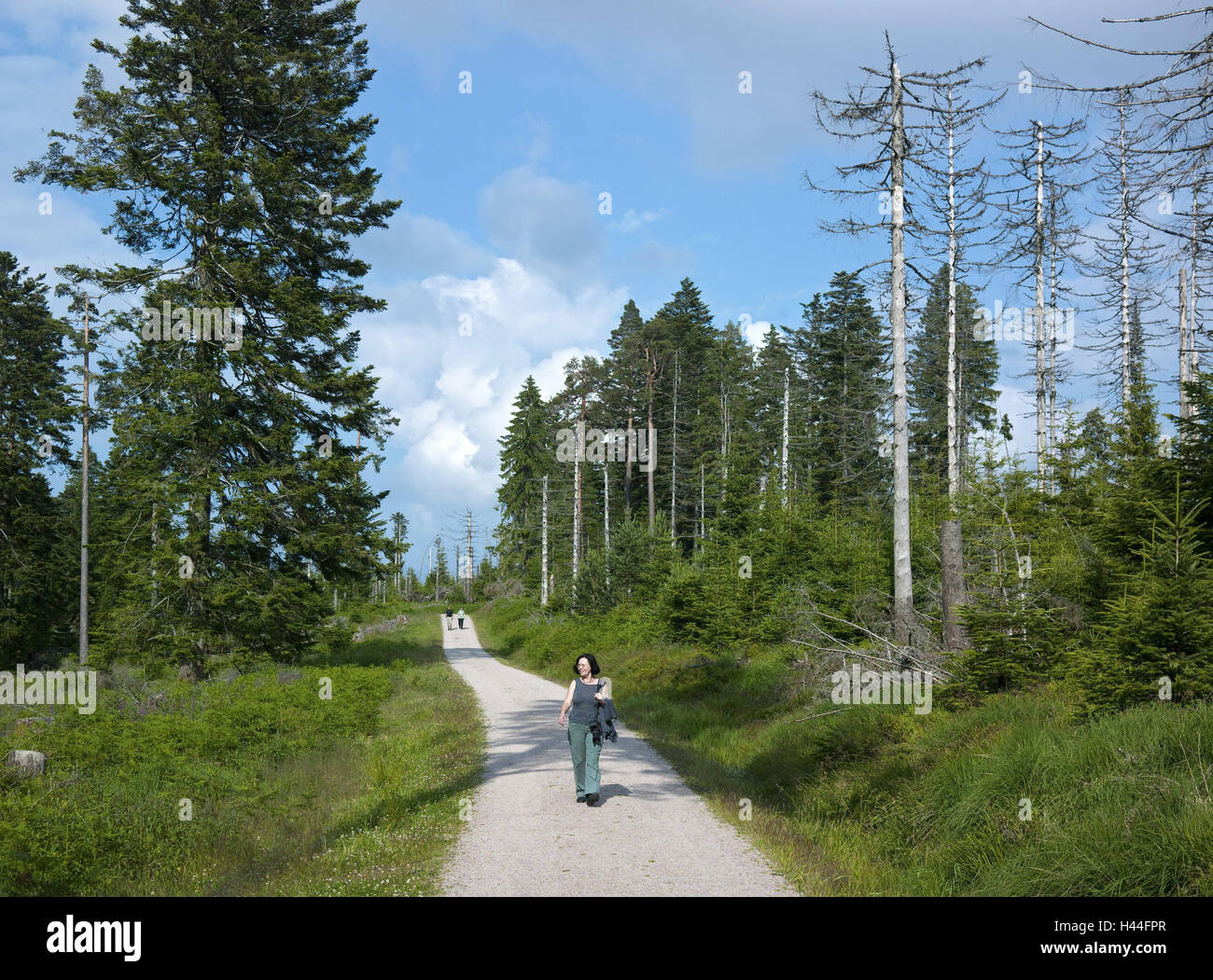 Deutschland, Baden-Württemberg, Bad Wildbad, Waldweg, Kinderwagen, Wald, Holz, wie Fichte, Kies so Wild See Gebiet, Schwarzwald, Nordschwarzwald, Schwarzwald, totes Holz, Holz, Waldweg, Reisen Bereich, Person, Spaziergang, Freizeit, Urlaub, R Stockfoto