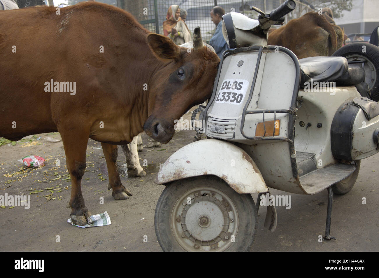Indien, Delhi, Leben auf der Straße, Tiere, Kuh, Motorroller, Rub, Stockfoto