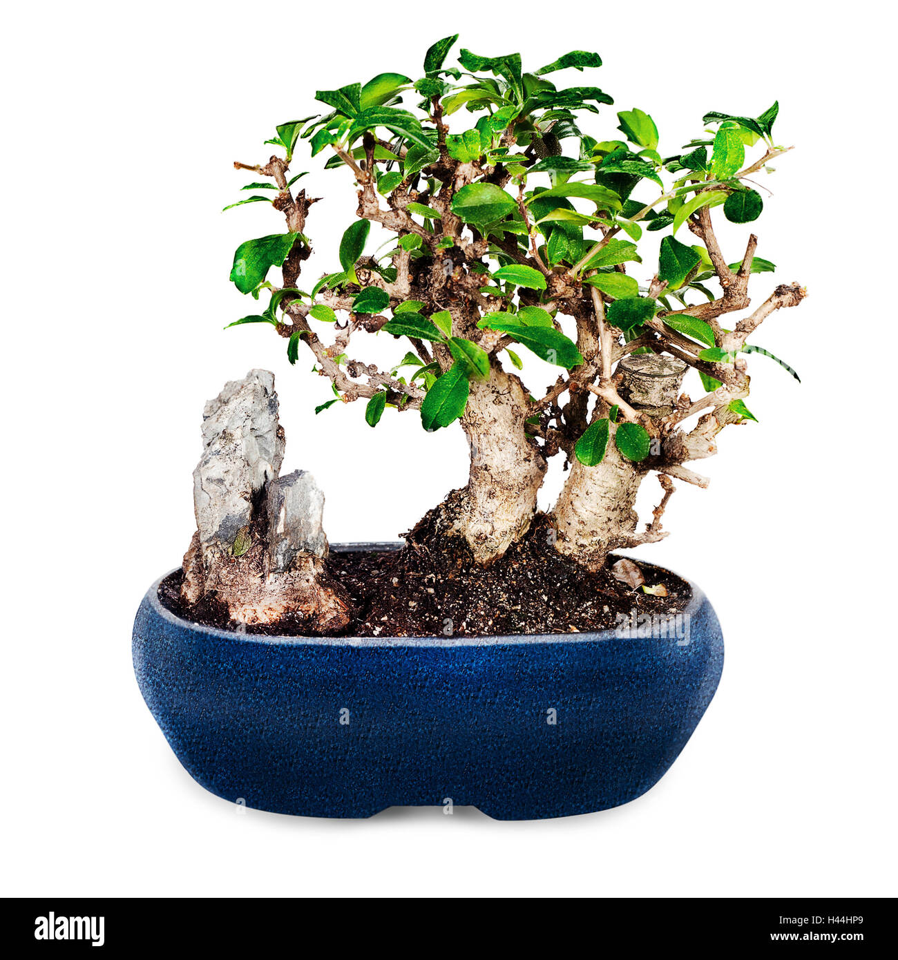 Miniatur-Bonsai-Baum und Stein in blau Topf isoliert auf weißem Hintergrund. Stockfoto