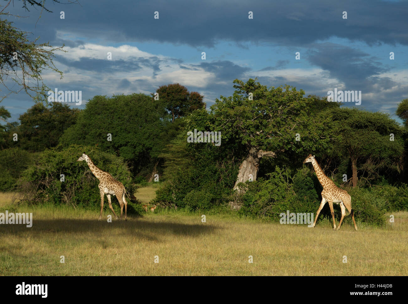 Afrika, Tansania, Ruaha Nationalpark, Giraffen, Stockfoto