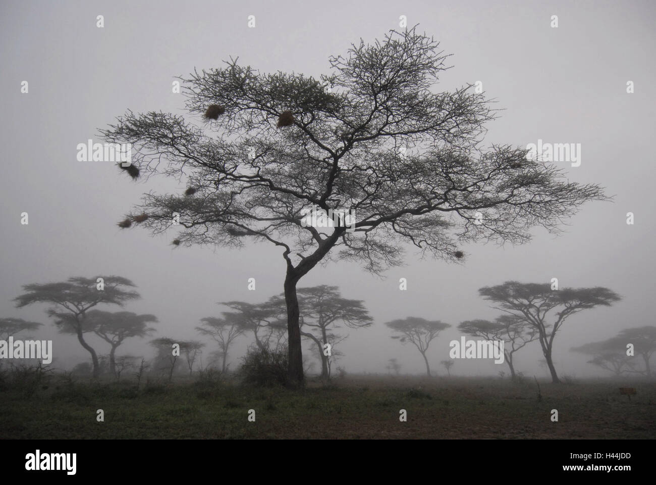 Afrika, Tansania, Ndutu, Bäume, Nebel, Stockfoto