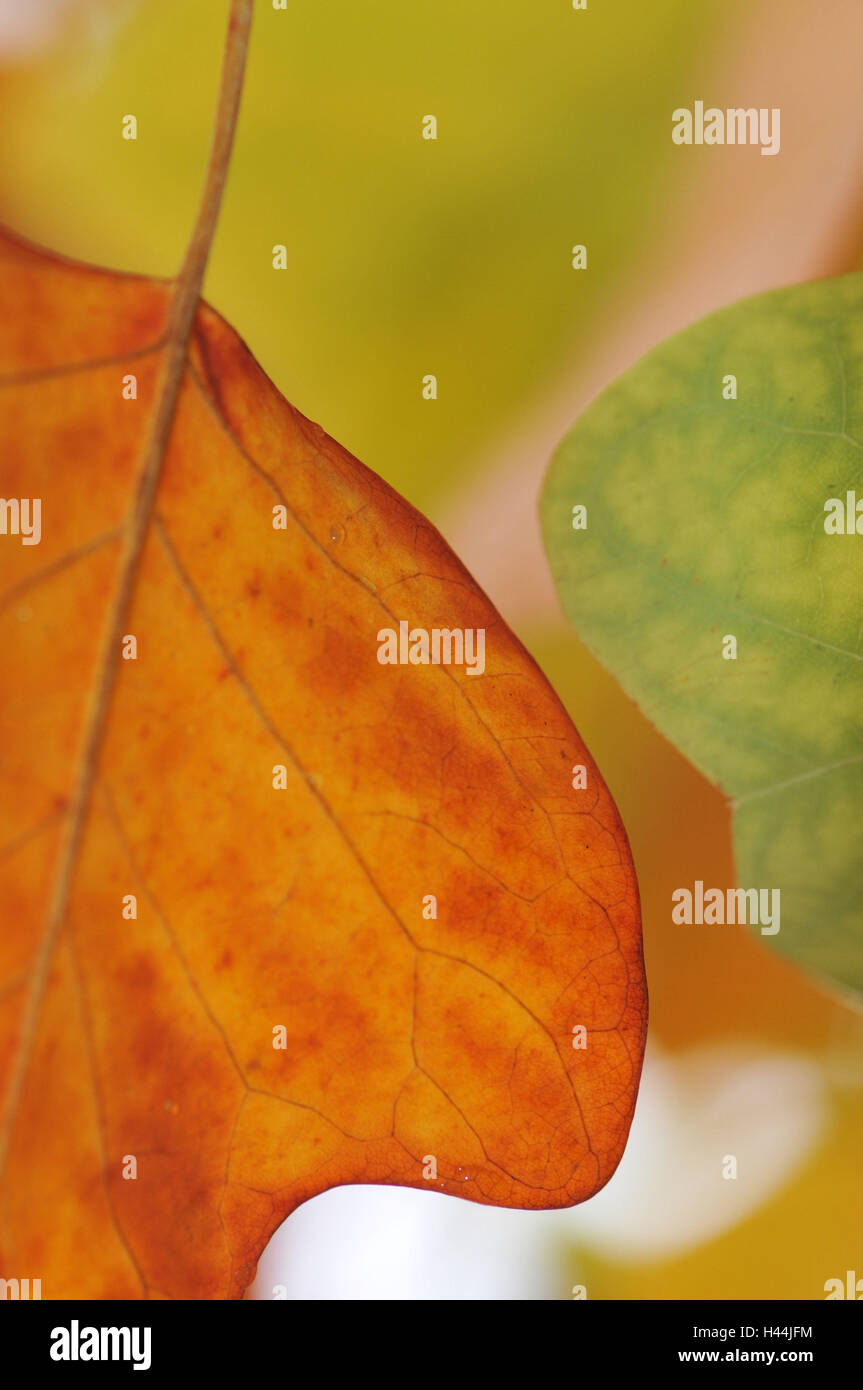 Herbstlaub, amerikanischer Tulpenbaum, Nahaufnahme, Detail, Stockfoto