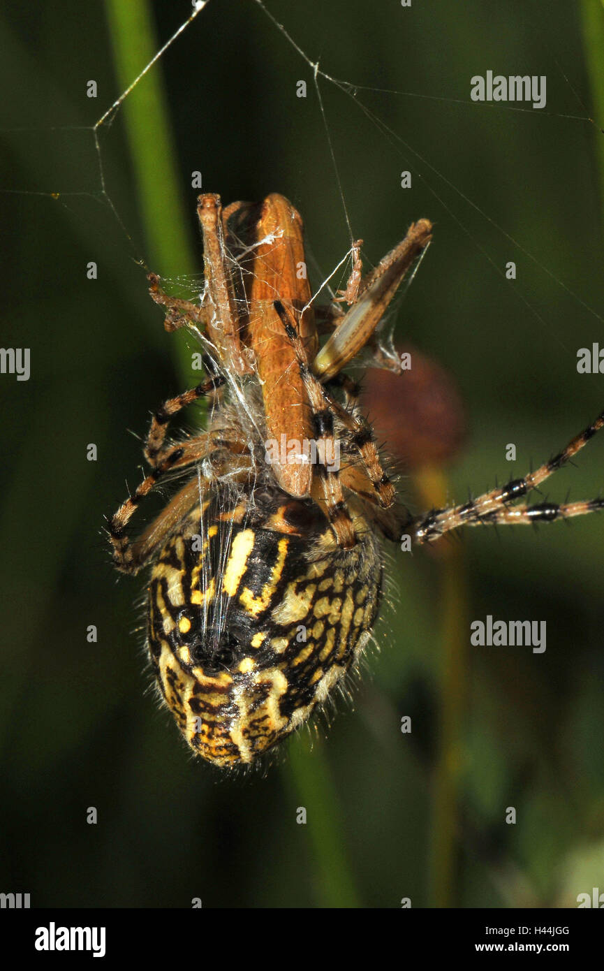 braune Bilder Runde Beute braune Bilder Runde Beute