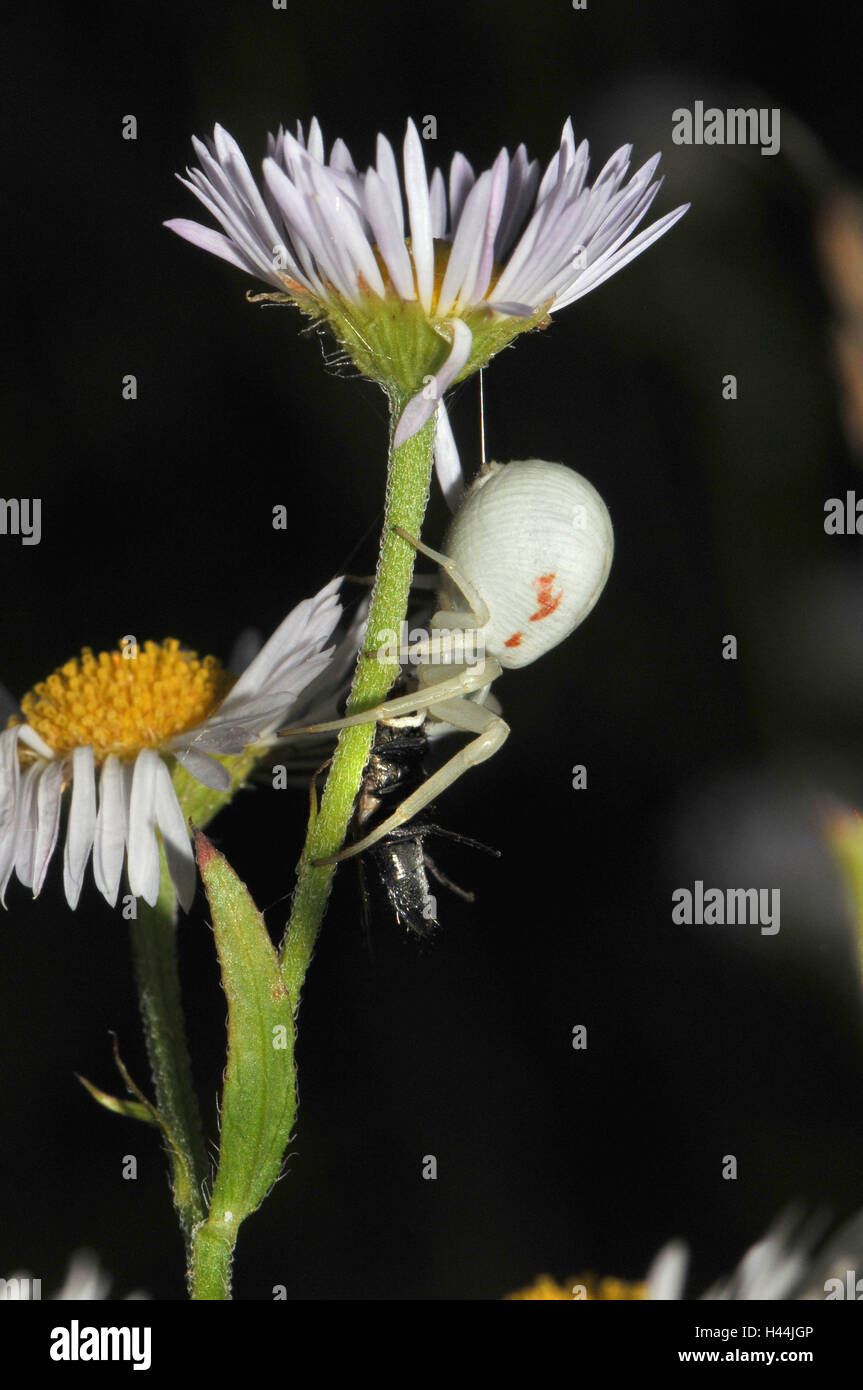 Variable Krabbe Pin, weiss, Weibchen mit Beute, Fliege, Nacht, Stockfoto