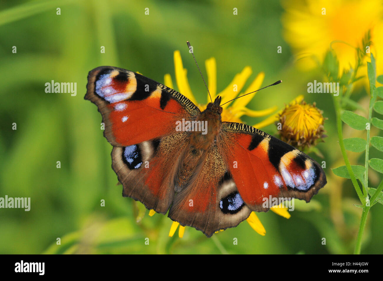 Tag Tagpfauenauge, Blume, gelb, Stockfoto