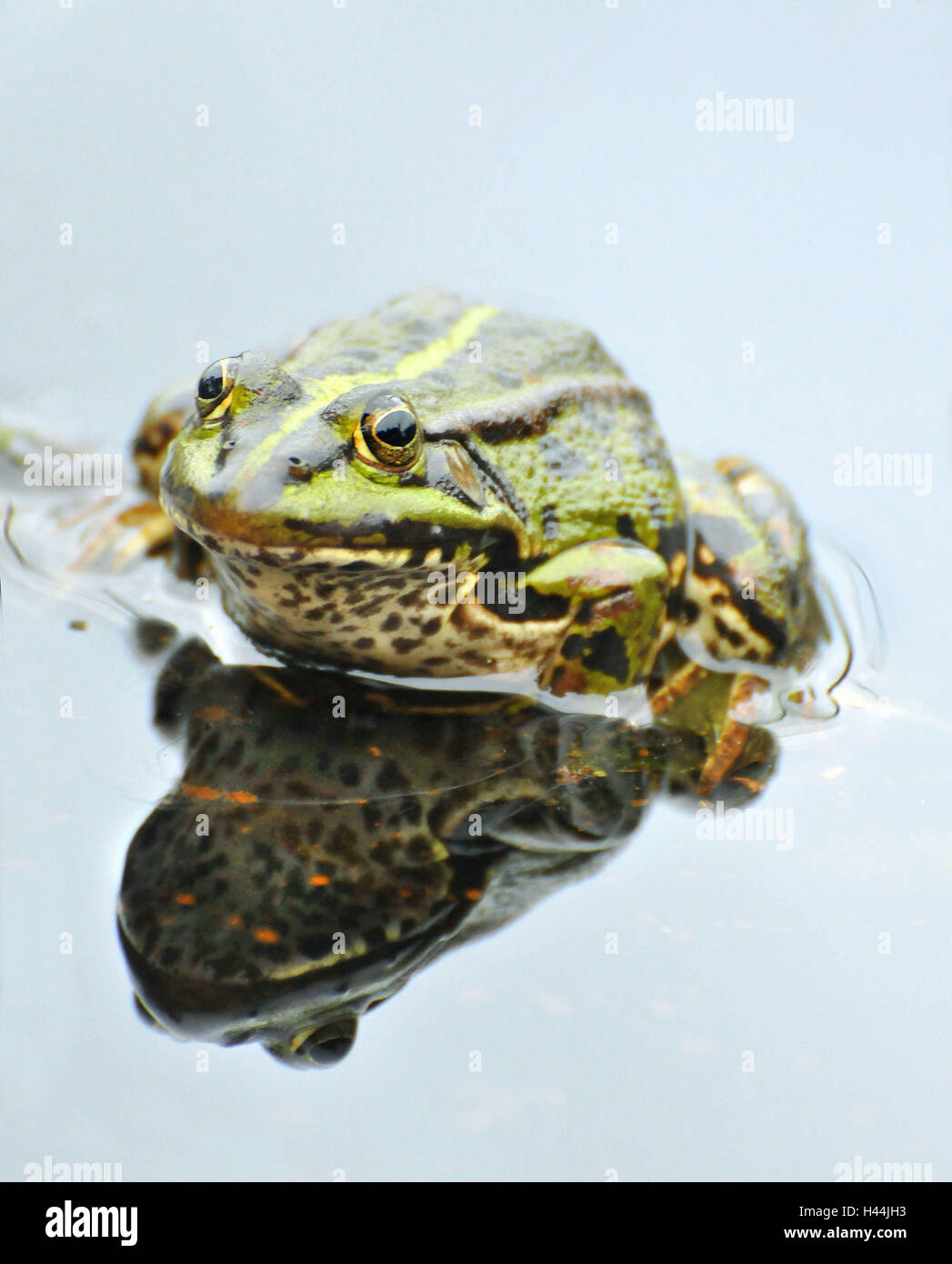 Kleiner Pool Frosch, Wasser, Spiegelung, Frontal, Stockfoto