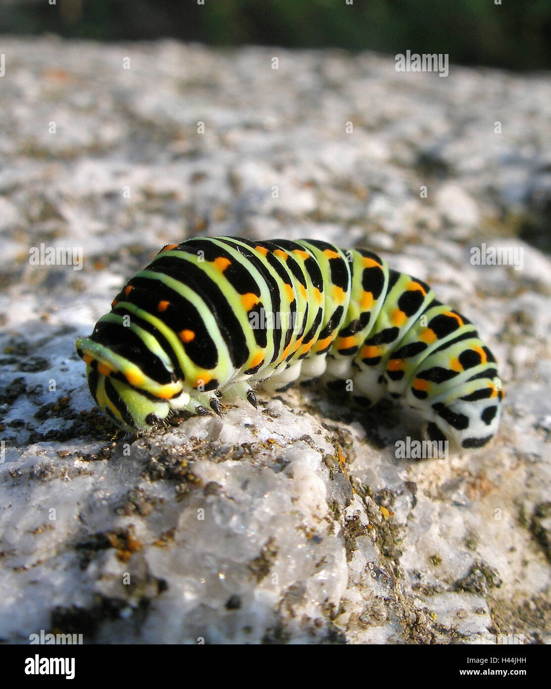 Caterpillar, Schwalbenschwanz, Stein, Stockfoto