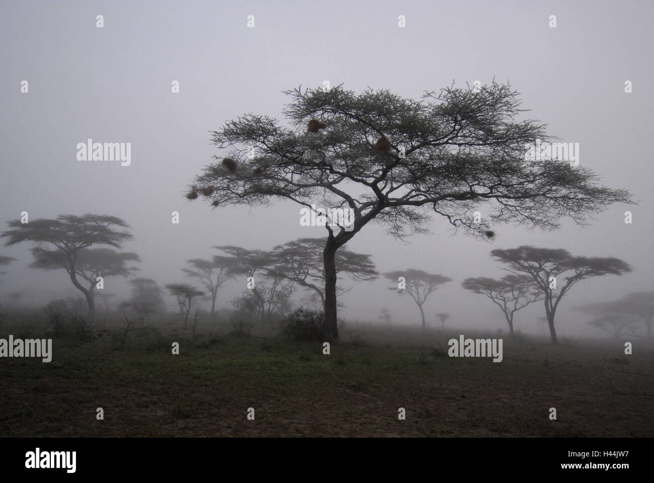 Afrika, Tansania, Ndutu, Bäume, Nebel, Stockfoto