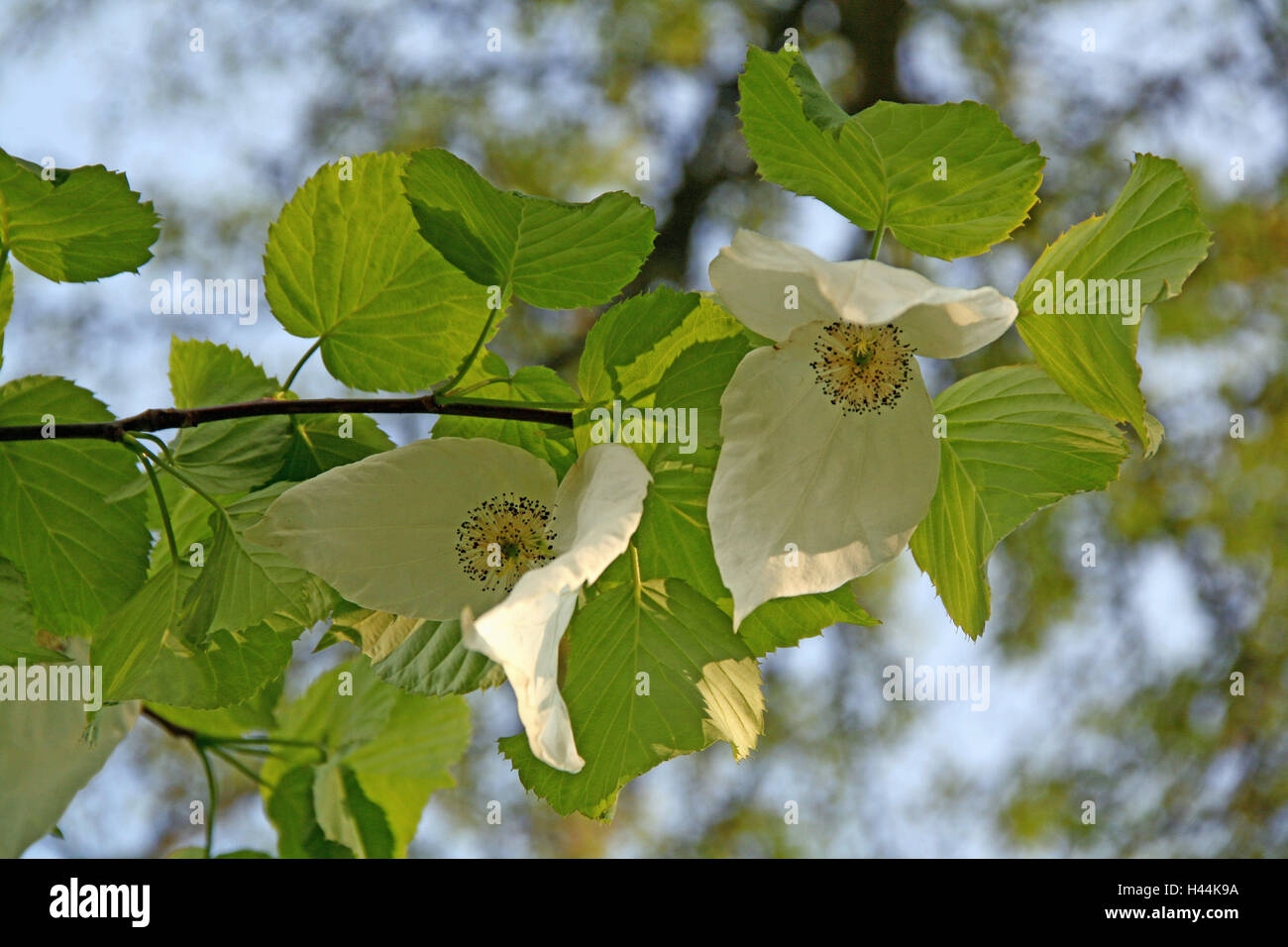 Taschentuch-Baum, Blüten, Detail, Deutschland, Baden-Wurttemberg, Wein,  Bergstraße, Hermann Gericht, Baum, Blüte, weiß, Blätter, grün, Schaugarten,  Garten, Nyssaceae, Frühling, Sichtung Stockfotografie - Alamy