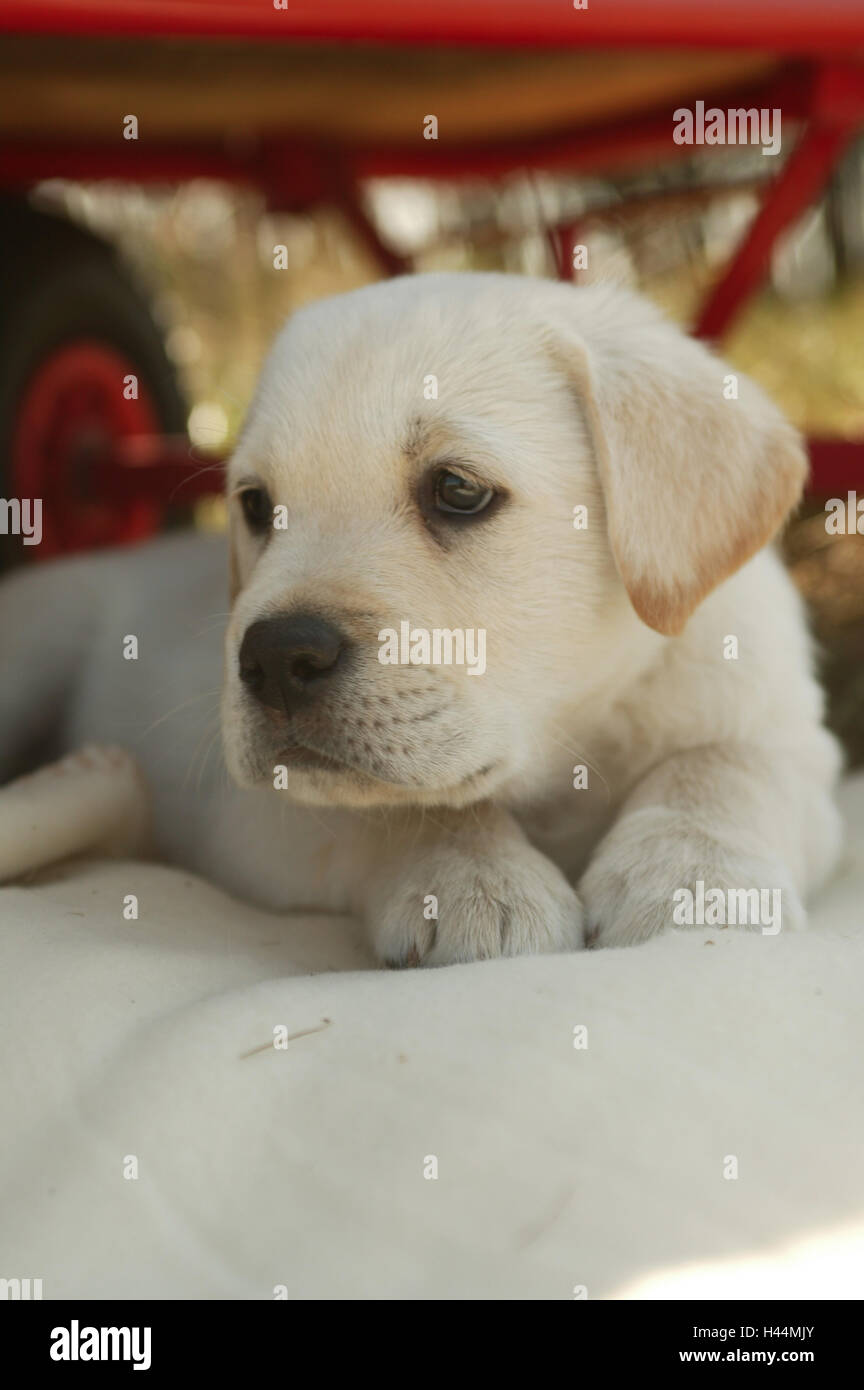 Junge weiße Labrador-Welpe auf Kappen, Detail, Stockfoto