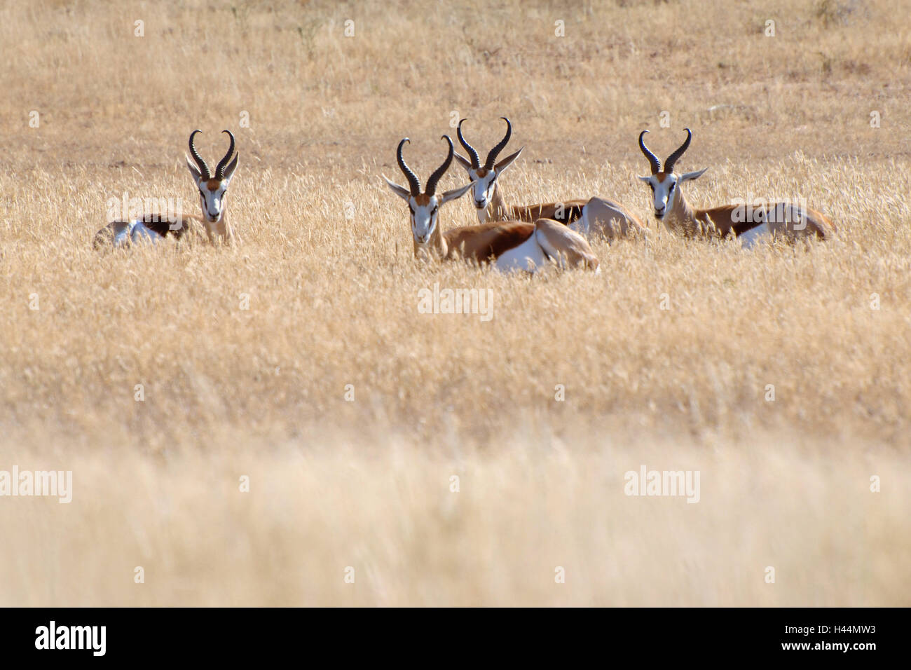 Springböcke, Grassteppe, Stockfoto