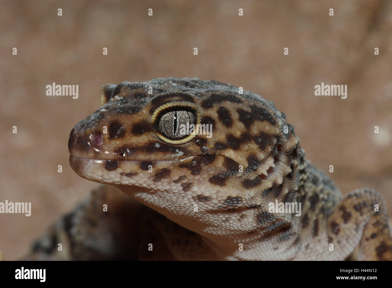 Der Leopardgecko, Porträt, Seitenansicht, Panther Gecko, Gecko, Querformat, Reptilien, Tier, wildes Tier, Probe, Wildlife, Asien, Stockfoto
