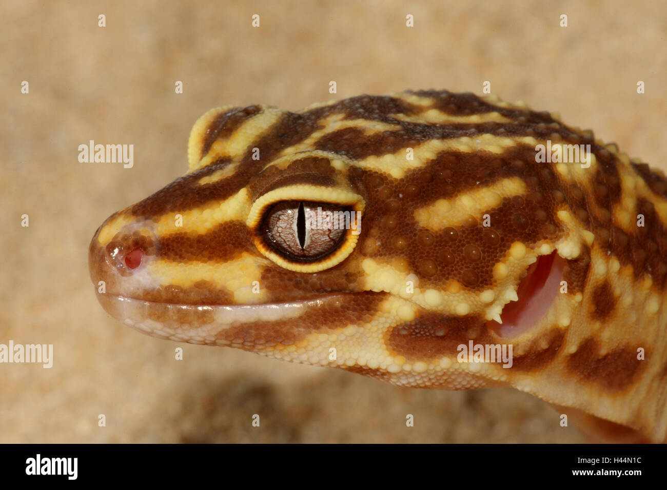 Der Leopardgecko, Porträt, Seitenansicht, Panther Gecko, Gecko, Querformat, Reptilien, Tier, Wildtier, Wildtiere, Asien, Stockfoto