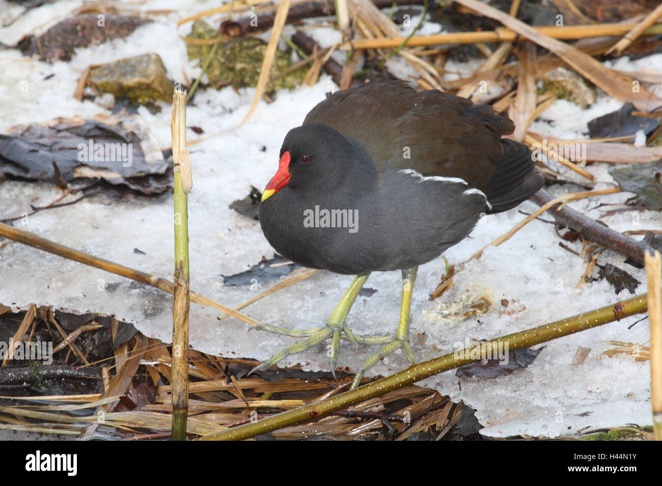 Chlorine Fotos und Bildmaterial in hoher Auflösung Alamy